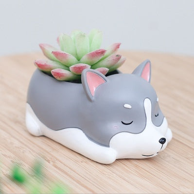 Pot of sleeping succulent flowers for pets