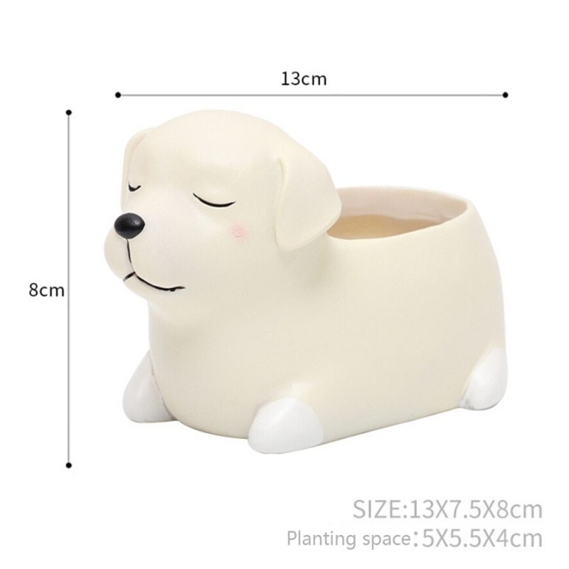 Pot of sleeping succulent flowers for pets