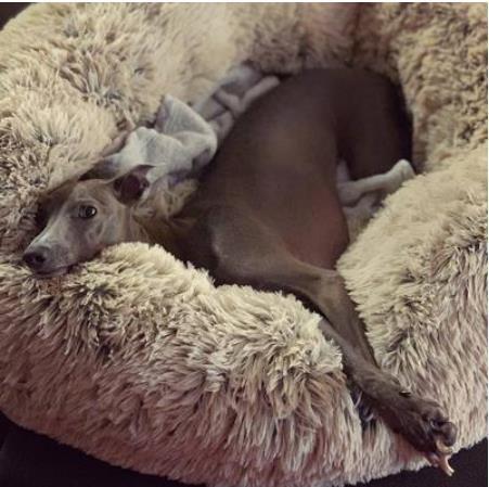 Detachable and washable pet heating pad