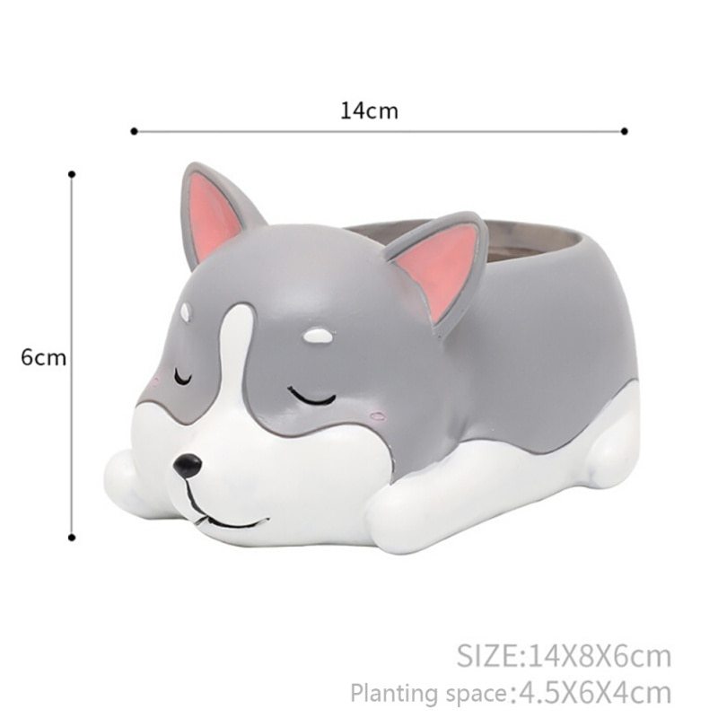 Pot of sleeping succulent flowers for pets