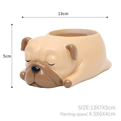 Pot of sleeping succulent flowers for pets