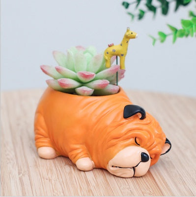 Pot of sleeping succulent flowers for pets