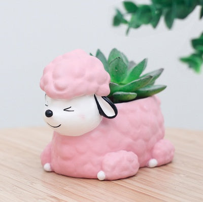 Pot of sleeping succulent flowers for pets