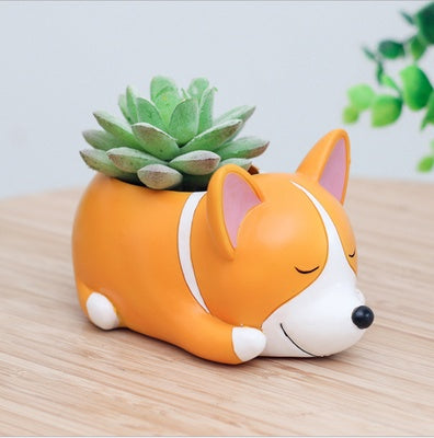 Pot of sleeping succulent flowers for pets