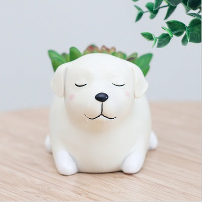 Pot of sleeping succulent flowers for pets