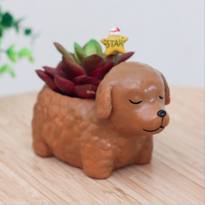 Pot of sleeping succulent flowers for pets
