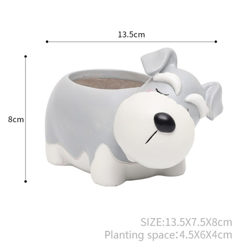 Pot of sleeping succulent flowers for pets