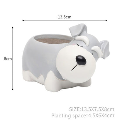 Pot of sleeping succulent flowers for pets