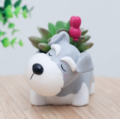 Pot of sleeping succulent flowers for pets